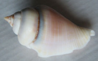 Strombus gibberulus albus Mörch, 1850